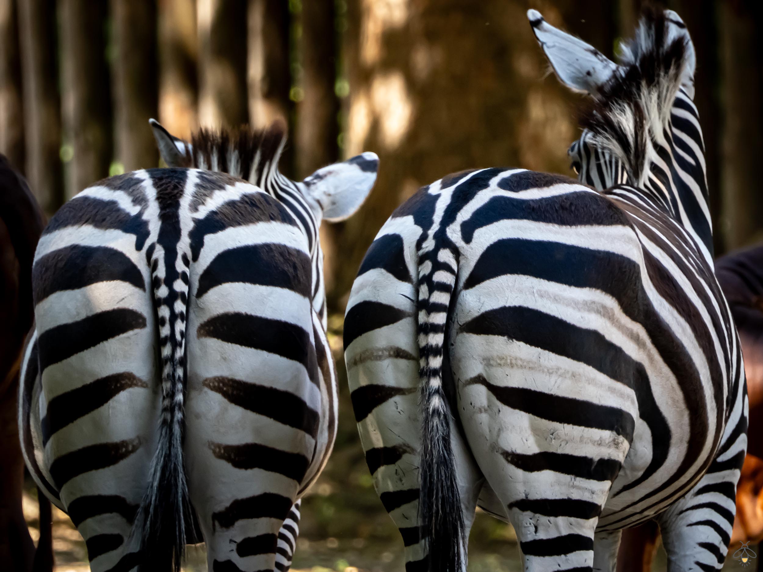 Zebras